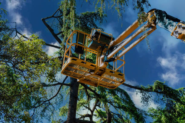 Quail Ridge, FL Tree Services Company